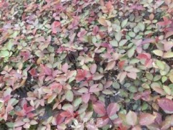 到商場(chǎng)購買(mǎi)月季小苗的留意事項