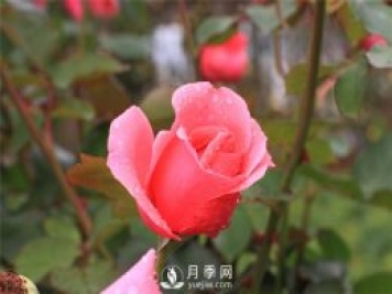 薔薇花、月季花和玫瑰花的區別