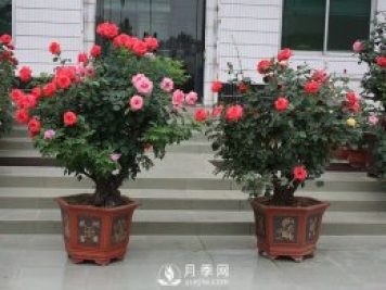 樹(shù)樁盆景的制作方法，樹(shù)樁盆景月季制作教程