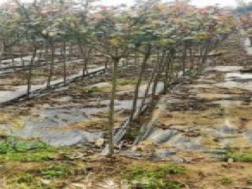 南陽(yáng)小青桿月季批發(fā)，品種豐富花色多