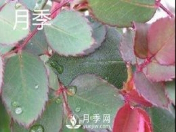 月季和玫瑰有什么區別？