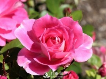 豐花月季知識百科