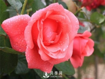 秋季園林苗木病蟲(chóng)害防治知識，月季防治黑斑病