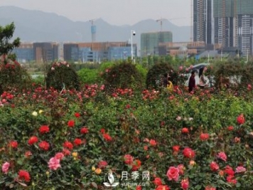 廣東肇慶硯陽(yáng)湖景區月季島景觀(guān)