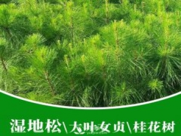 南陽(yáng)市桐柏縣濕地松杯苗批發(fā)基地