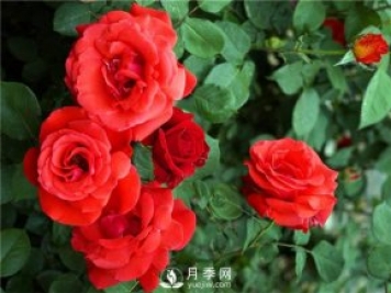 緋扇月季苗，杯苗，小苗，盆花產(chǎn)地批發(fā)