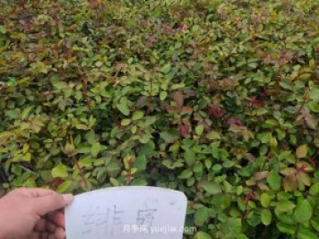 南陽(yáng)月季春天需要防治哪些病害呢？