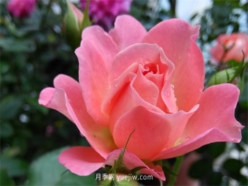 陽(yáng)臺養棵香香公主月季，芳香王滿(mǎn)室飄香四季賞花
