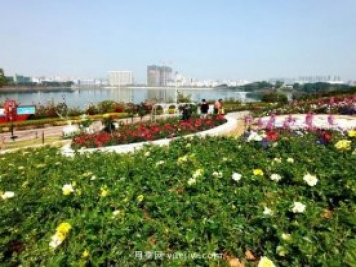2021深圳4月份月季花觀(guān)賞推薦地立新湖公園