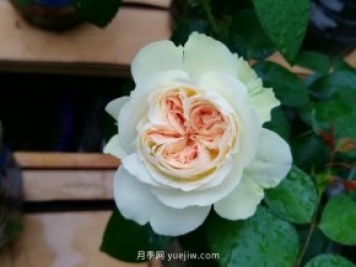 夏日羊絨月季為什么受到喜愛(ài)？是藤本還是灌木？