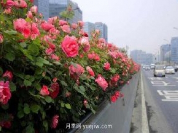 132萬(wàn)株高架月季陸續綻放 杭州迎來(lái)“月季時(shí)間”