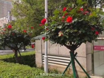 杭州高架月季先火了，南陽(yáng)城區月季即將盛開(kāi)