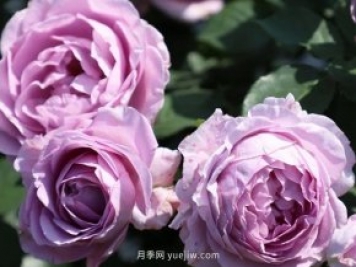 月季新品種，暗戀的心月季，陽(yáng)臺有它四季看花