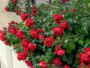 12個(gè)藤本月季品種推薦，造型適合月季花柱和拱門(mén)