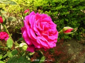 剛買(mǎi)的南陽(yáng)月季花怎么處理