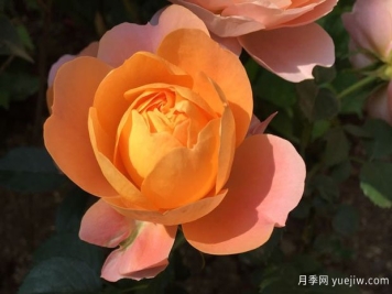 血腥橙色月季的優(yōu)缺點(diǎn)是什么？