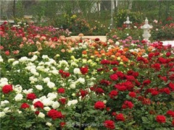 上海顧村公園500多畝月季正處盛花期，5.1期間置身于月季花海