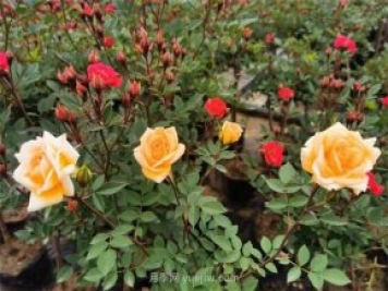 再等等盛花期，南陽(yáng)現在賞月季為時(shí)還早