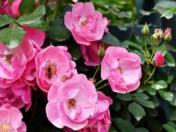 推薦4個(gè)適合新花友種植的藤本月季品種，長(cháng)勢強勁開(kāi)花量大