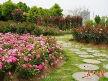 武漢滿(mǎn)街月季開(kāi)放，近百座公園進(jìn)入盛花期