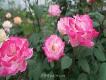 杭州滿(mǎn)城月季綻放，驚艷背后有他功勞