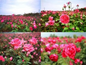2021聊城月季公園“奇幻花鏡”旅游季4月30日開(kāi)啟