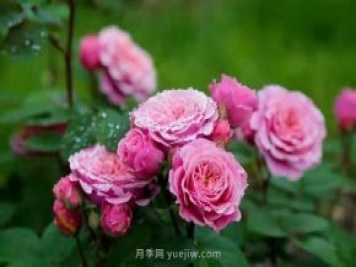 上海顧村公園月季園5月游園正當時(shí)，535畝月季浪漫盛放