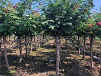 內鄉樹(shù)狀月季園種植批發(fā)月季樹(shù)