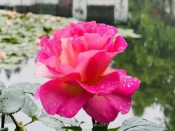杭州第九屆西湖月季花精品展在西湖名園郭莊開(kāi)幕