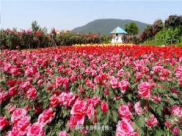 河南南陽(yáng)：月季之鄉新發(fā)展 月季花開(kāi)產(chǎn)業(yè)紅
