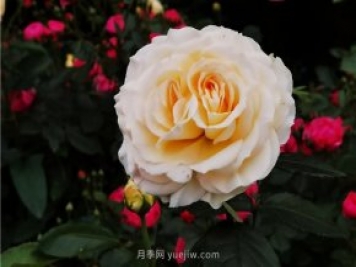 淮南市花月季盛開(kāi)，來(lái)舜耕山風(fēng)景區欣賞