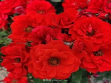 紅五月月季-紅得辣眼睛的國月月季