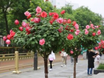 樹(shù)月，什么是樹(shù)狀月季？哪有賣(mài)的？