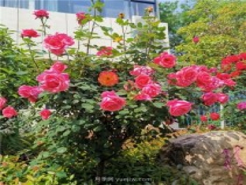 月季花開(kāi)正盛，期待市花城市建設