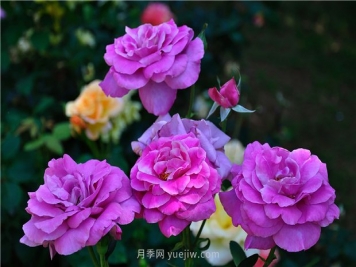 南昌濱江月季園，帶你去看天下風(fēng)流的江西月季花