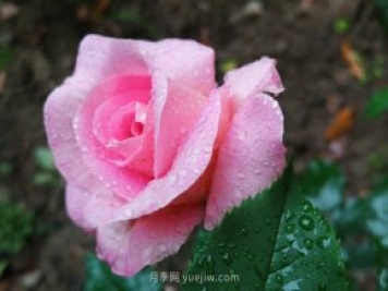 實(shí)體店買(mǎi)月季花更放心，為什么花友還喜歡從網(wǎng)上買(mǎi)？