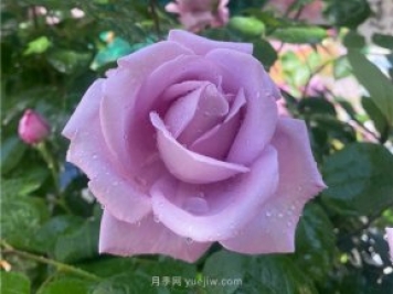 30多歲的藍色尼羅河月季長(cháng)什么樣？見(jiàn)識下
