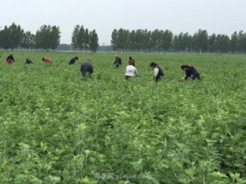 艾草產(chǎn)業(yè)為什么能在南陽(yáng)市不斷發(fā)展升級？