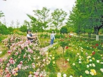 宿州植物園月季花開(kāi)醉游人