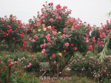 年產(chǎn)值25億！中國月季八成南陽(yáng)種植