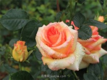 月季花開(kāi)盡芬芳，大美南陽(yáng)顯輝煌