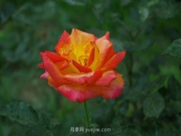 賞石家莊月季市花，遨游月季公園五月花海