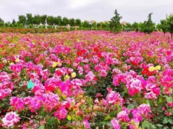月季花開(kāi)相約咸陽(yáng)，去咸陽(yáng)看月季