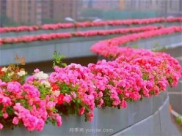 杭州有全國最美花路，大道兩旁開(kāi)滿(mǎn)月季花，堵車(chē)都是享受