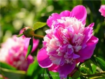 新疆昌吉濱河公園，牡丹花開(kāi)，千姿百態(tài)