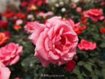 粉扇月季，月季樹(shù)造型美，花大色艷四季有花香