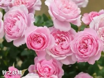 推薦陽(yáng)臺黨必入的四款微型月季品種，你猜到了嗎