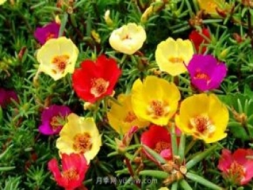 世界上十種最美的玫瑰花 ＂玫瑰皇后＂排第二