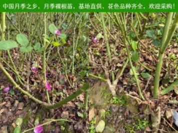 月季網(wǎng)：月季裸根苗的選購、栽植、肥水、養護技術(shù)大全