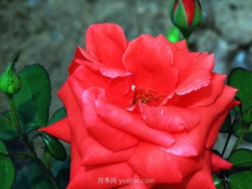 賭城月季的優(yōu)缺點(diǎn)是什么？